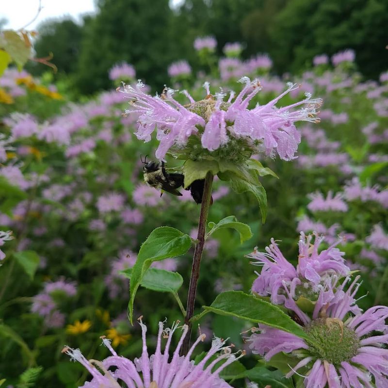 Bee Balm Lights Up Beds With Bold Summer Flowers