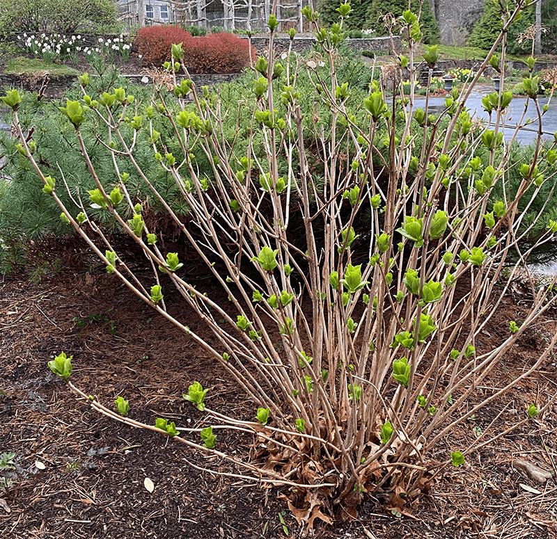 Spring Pruning Rules Do Not Apply To Every Hydrangea