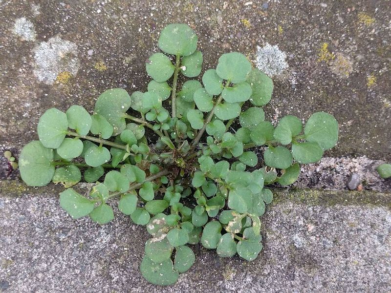 Hairy Bittercress Shoots Seeds Before You Notice
