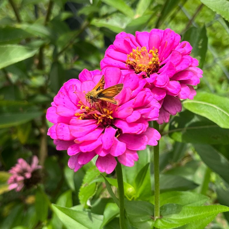 Zinnias