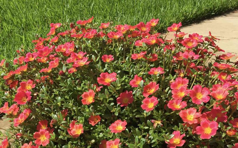 Portulaca Spreads Fast And Loves Full Sun