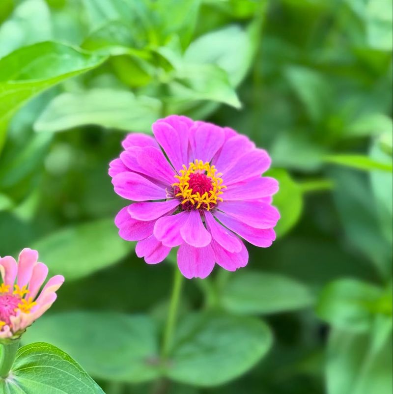 Zinnia Delivering Bright Blooms All Summer Long