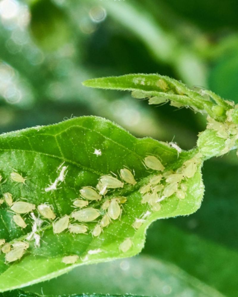 New Growth Is The Most Vulnerable Target