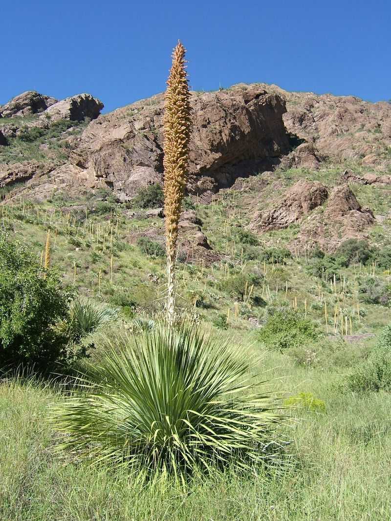 Sotol (Dasylirion Wheeleri)