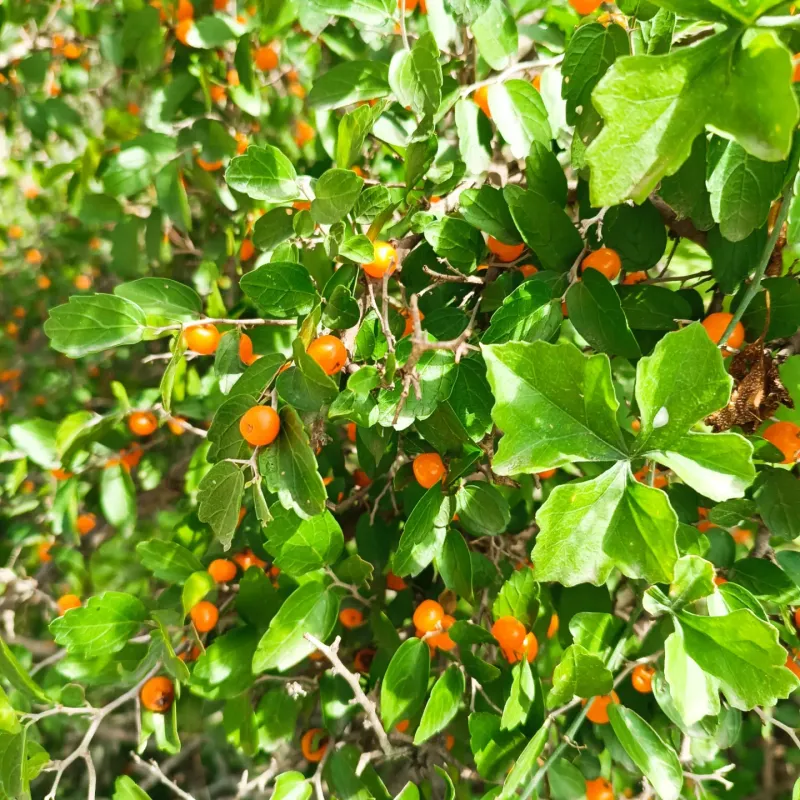 Desert Hackberry Handles Harsh Conditions As A Tough Screen