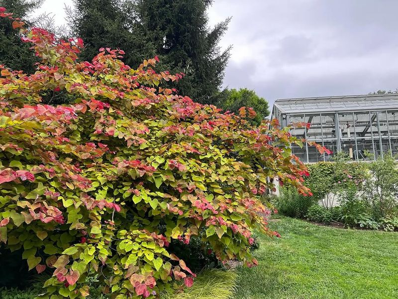 Coastal Doghobble Thrives Where Shade Gets Tricky