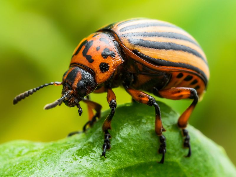 Colorado Potato Beetles