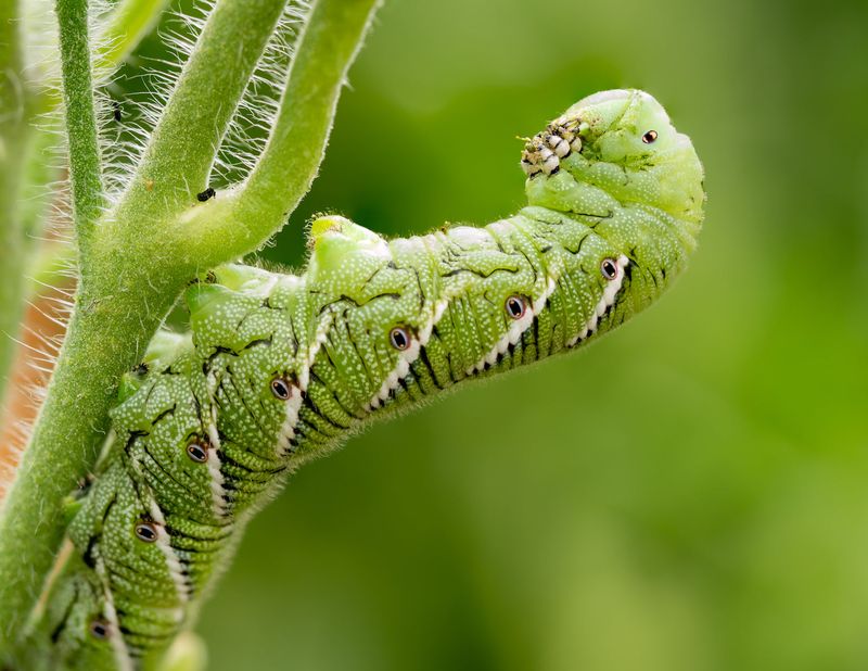 Tomato Hornworms