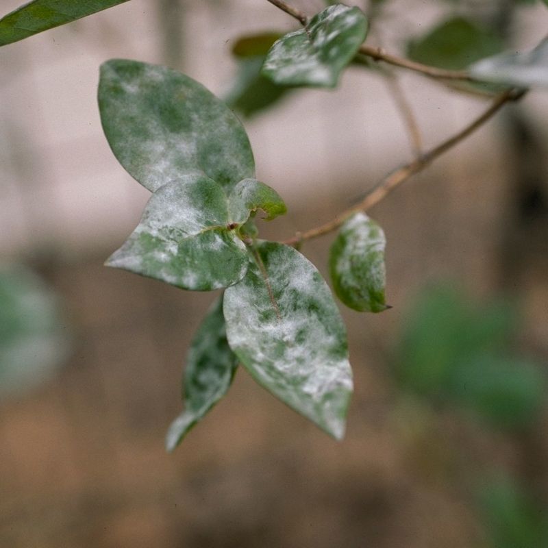 Powdery Mildew On Leaves And New Growth