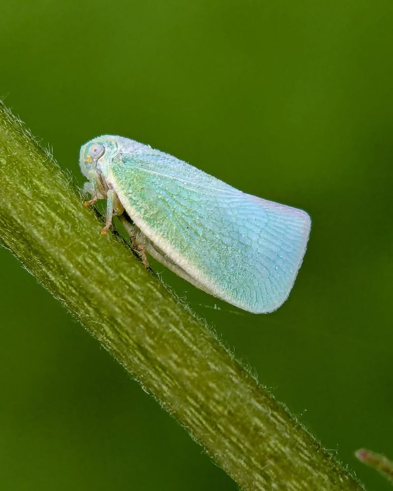 Why Spring Growth Attracts Sap-Sucking Insects