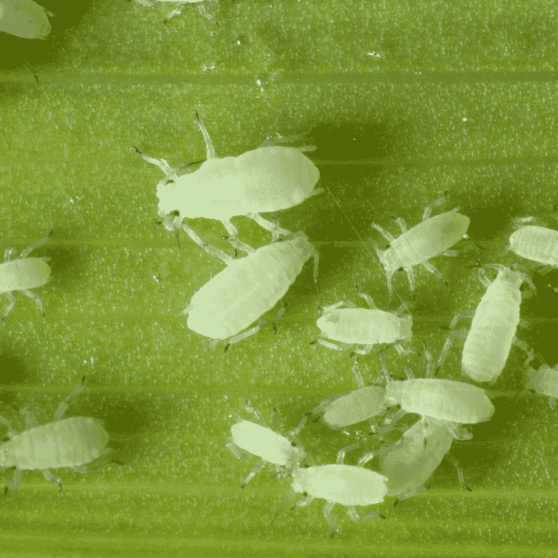 Honeydew Is A Direct Result Of Sap Feeding