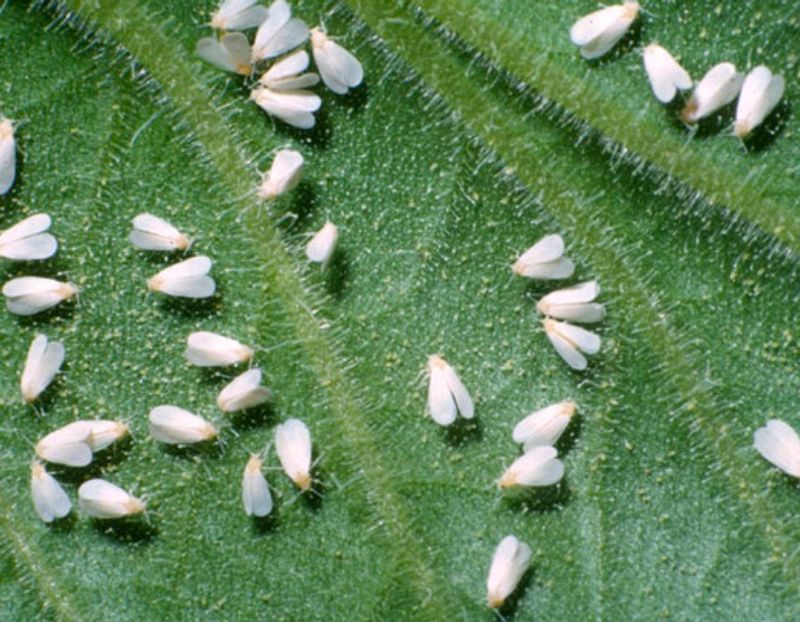 Whiteflies Drift In When Plants Start Struggling