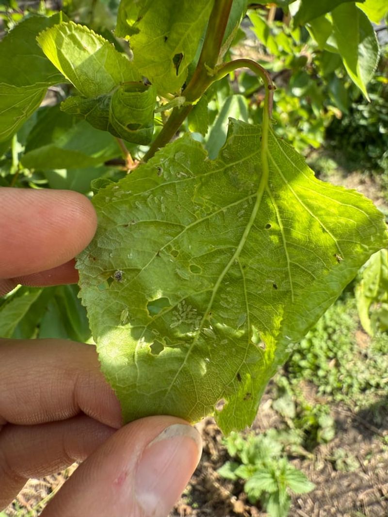 How To Spot Aphids Before Damage Gets Worse