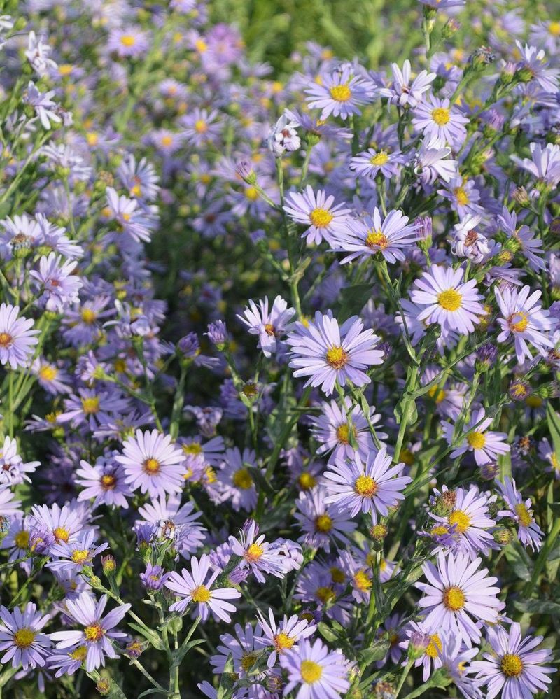 Smooth Aster Adds Late Season Glow