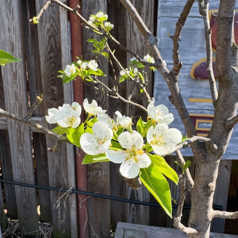 Pear Flowers Need A Little Help Through Oregon Rain