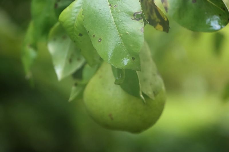 Pear Trees Respond Well Before Growth Fully Takes Off