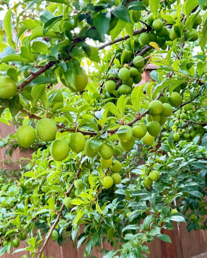 Plum Trees Benefit Before Active Growth Begins