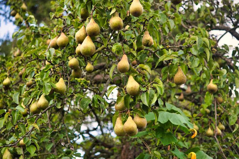 Pear Trees (Pyrus communis)