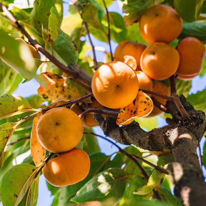Persimmon Trees Reward Patient Gardeners With Sweet Fall Fruit