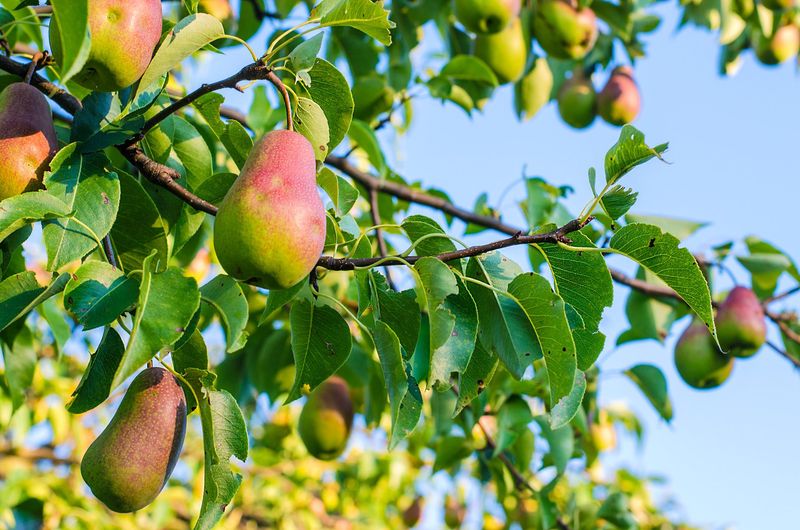 Pear Trees With Their Sweet, Smooth, And Versatile Fruit