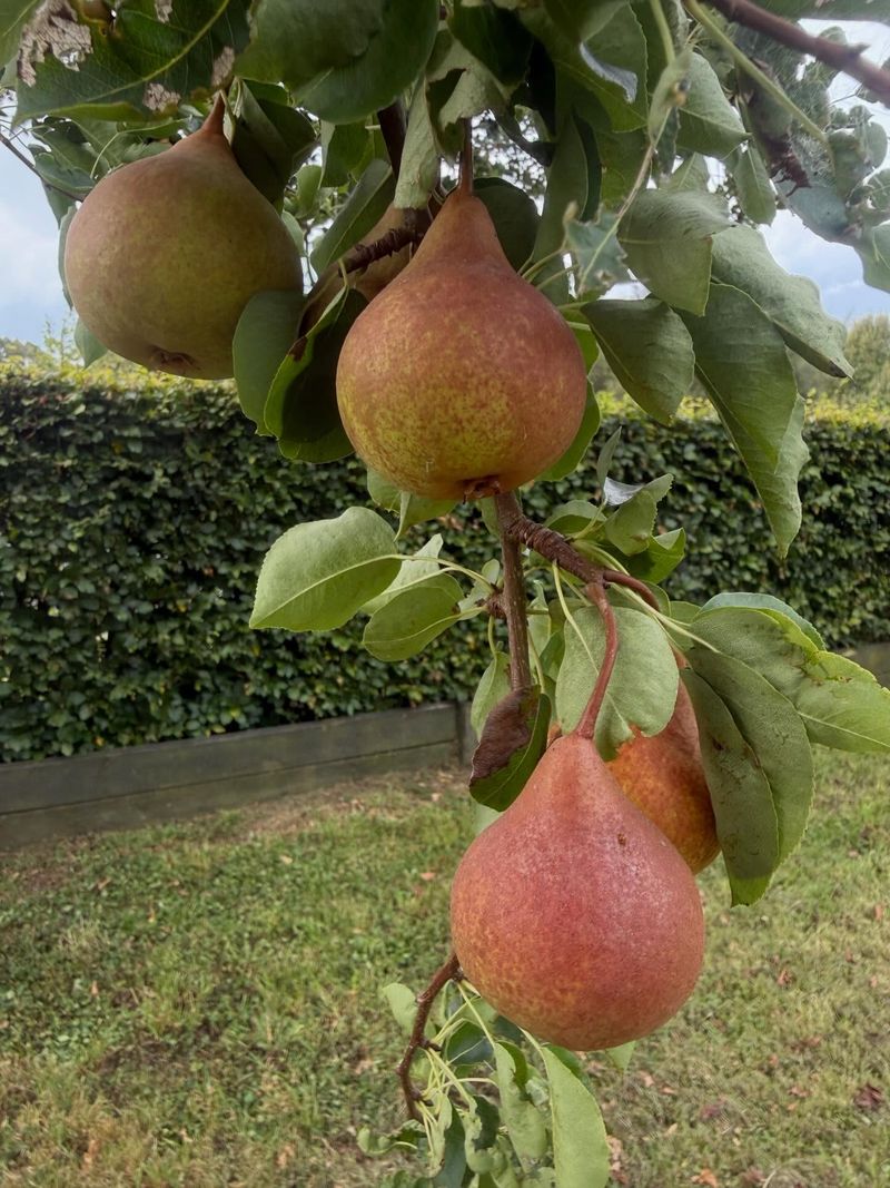 Pear Trees That Build Strength Before Heat