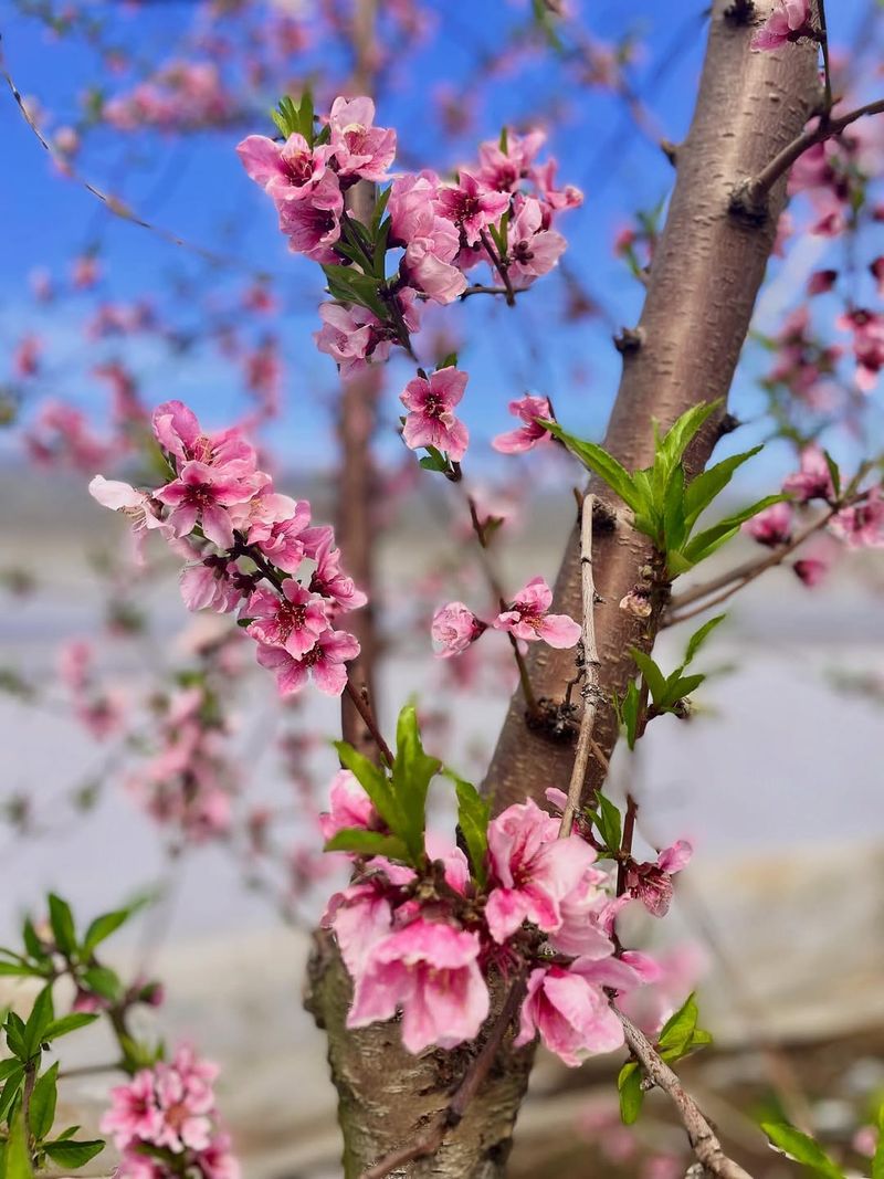 Peach Trees Perform Better When Fed Right After Bloom Ends