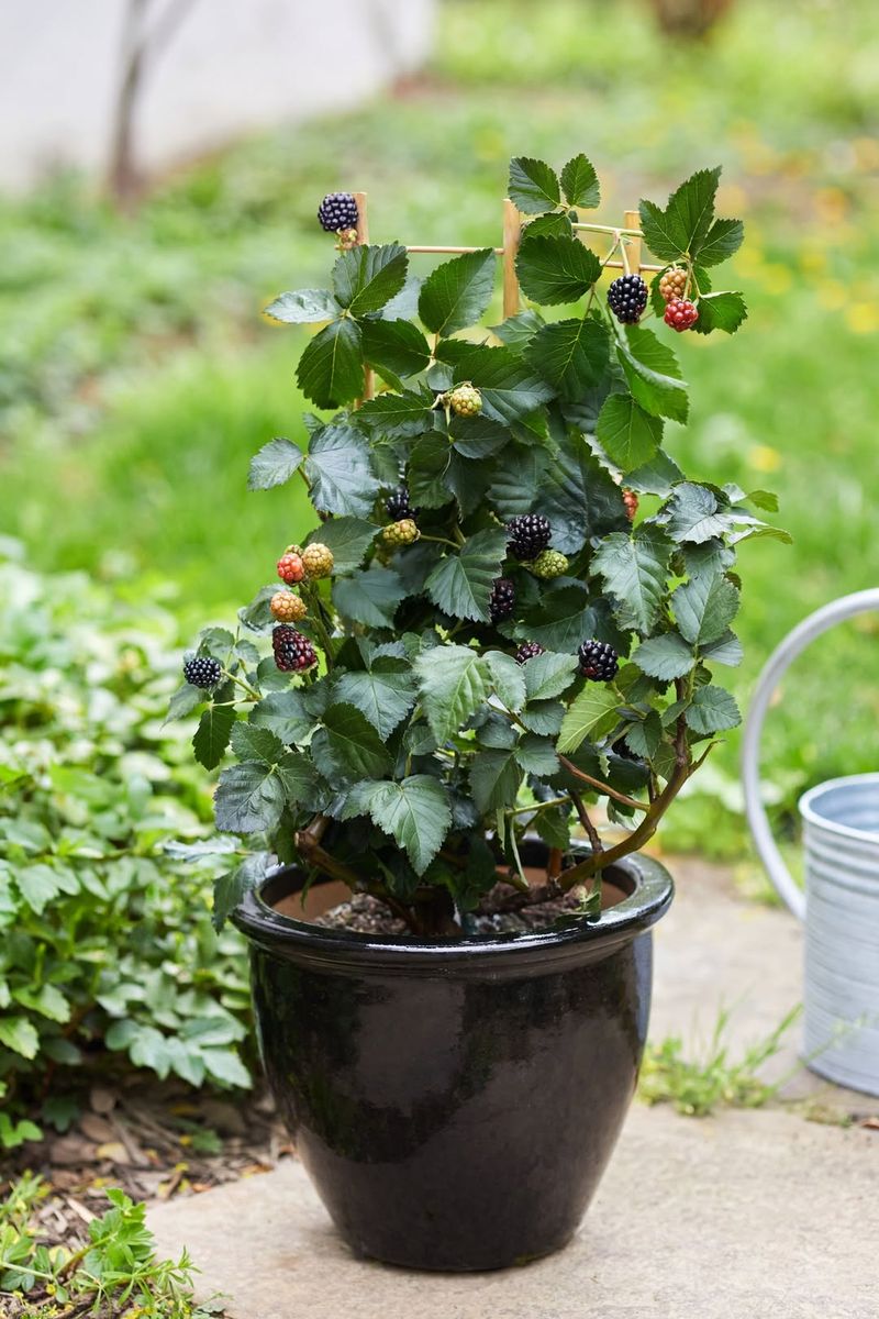 Blackberries Grow Strongly In Containers With Support