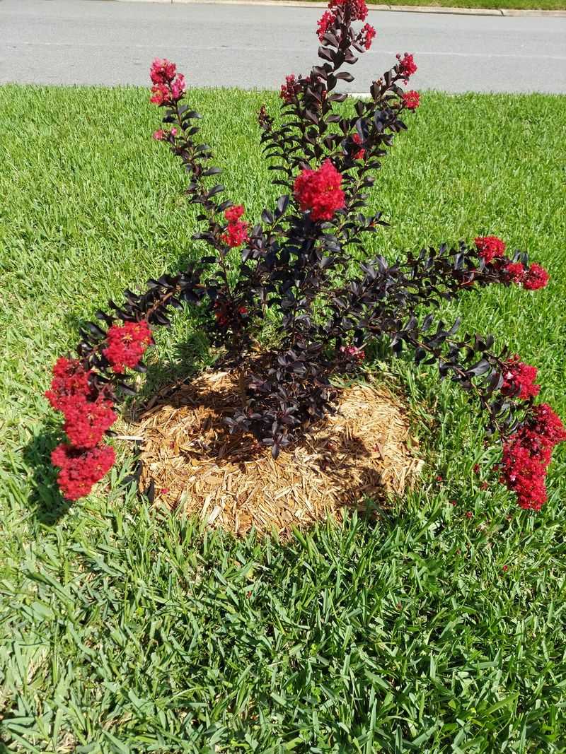 Refresh Mulch To Help Retain Soil Moisture