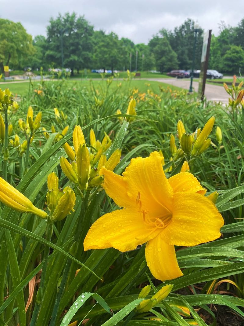 Ensure Full Sun For Best Blooming Performance