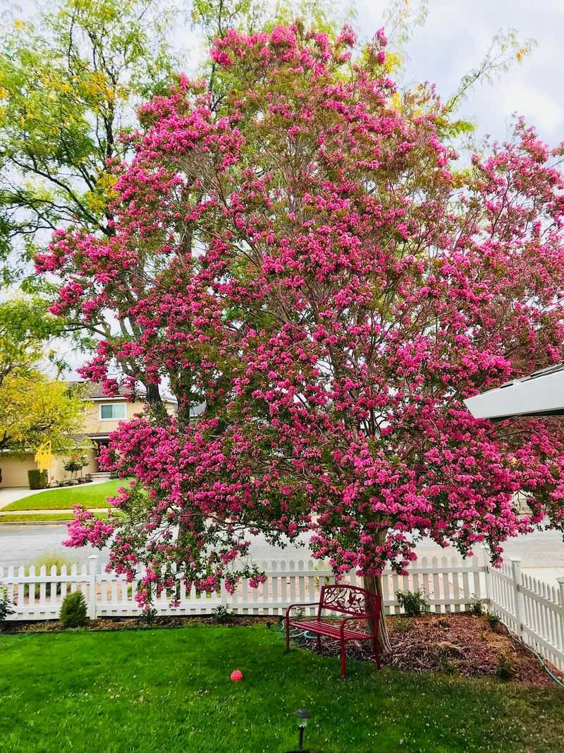 Refresh Mulch To Help Retain Soil Moisture