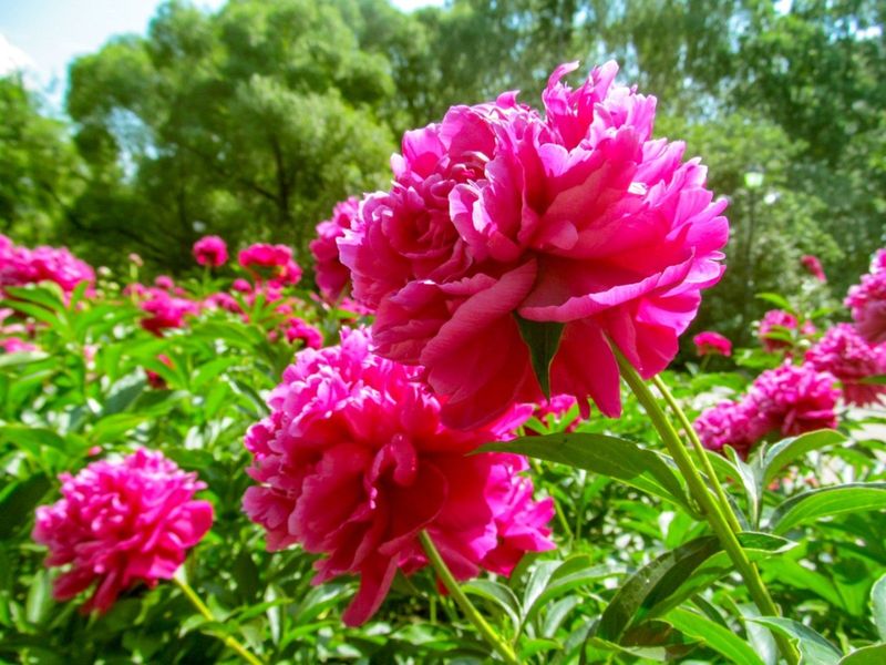 Make Sure Your Peonies Get Enough Sun