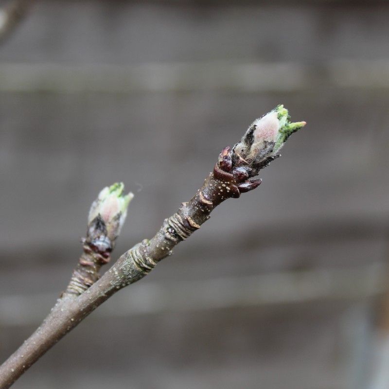 Monitor Bud Development Stages Closely