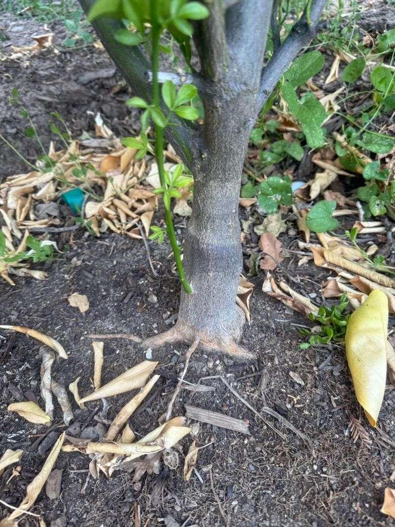 Deep Water To Support Expanding Root Systems