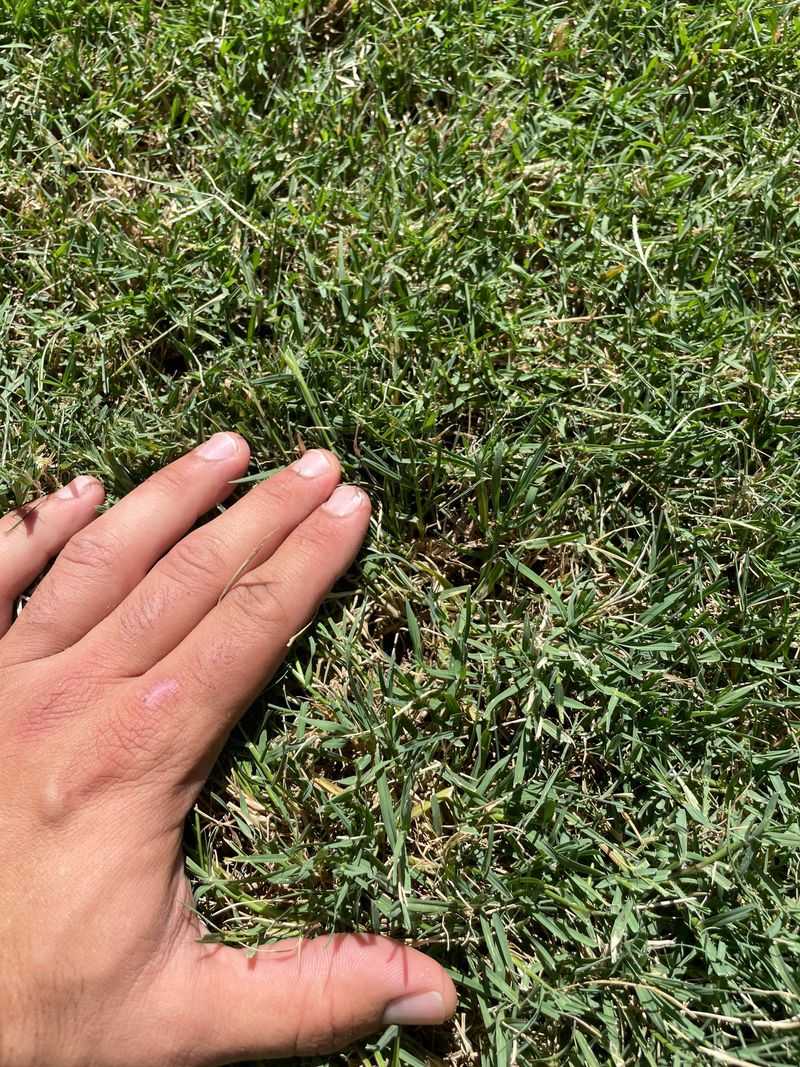 Use Nitrogen Fertilizer In Spring To Support Strong Growth