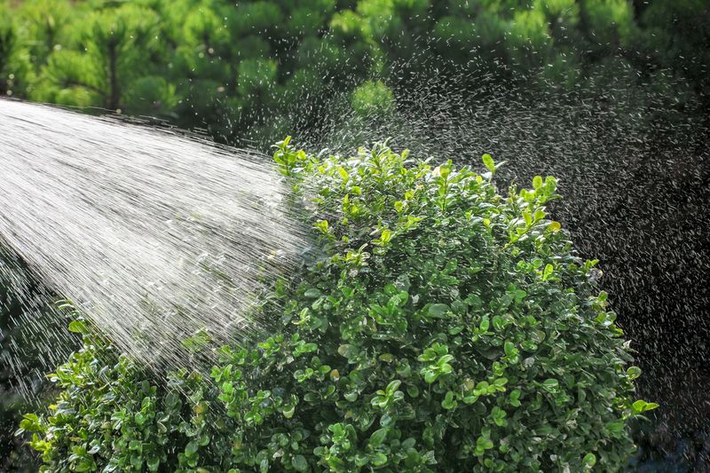 Water During Dry April Periods To Support Recovery