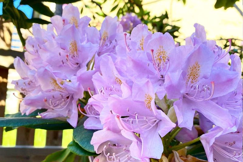 Maintain Acidic Soil Conditions