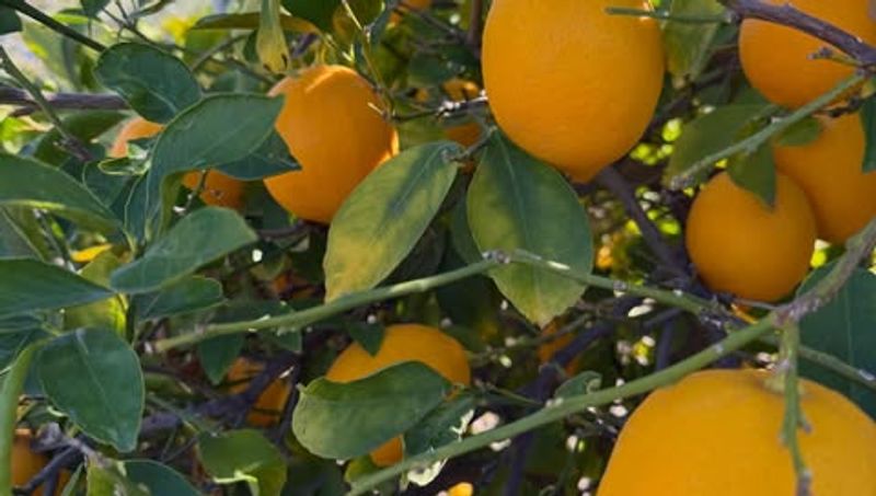 Feed With Citrus Fertilizer At The Right Time
