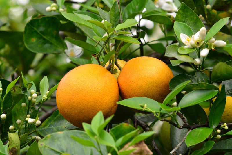 Feed Trees With A Balanced Citrus Fertilizer