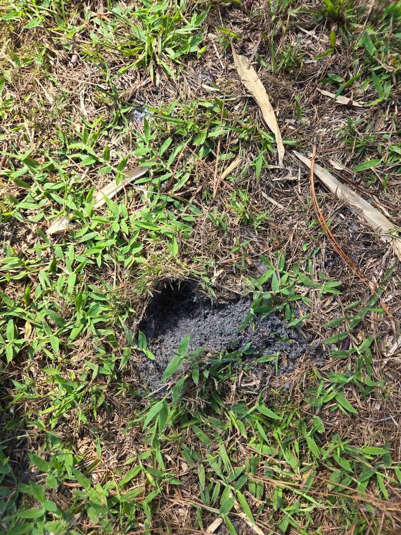 Treat Early Pest And Disease Activity Before It Spreads