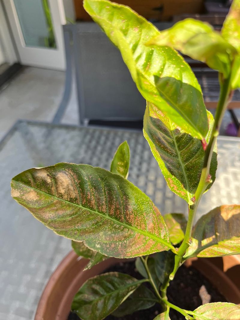 Over-Fertilizing With Too Much Nitrogen