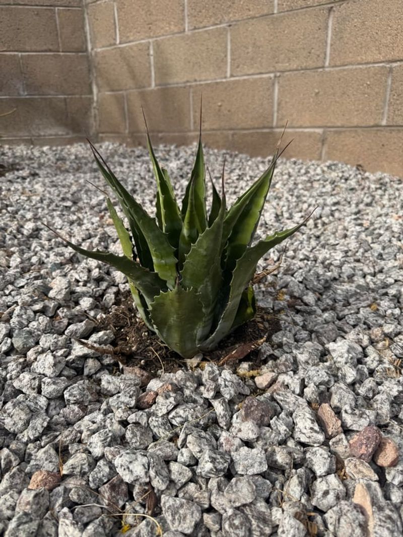 Using Rock That Reflects And Radiates Heat