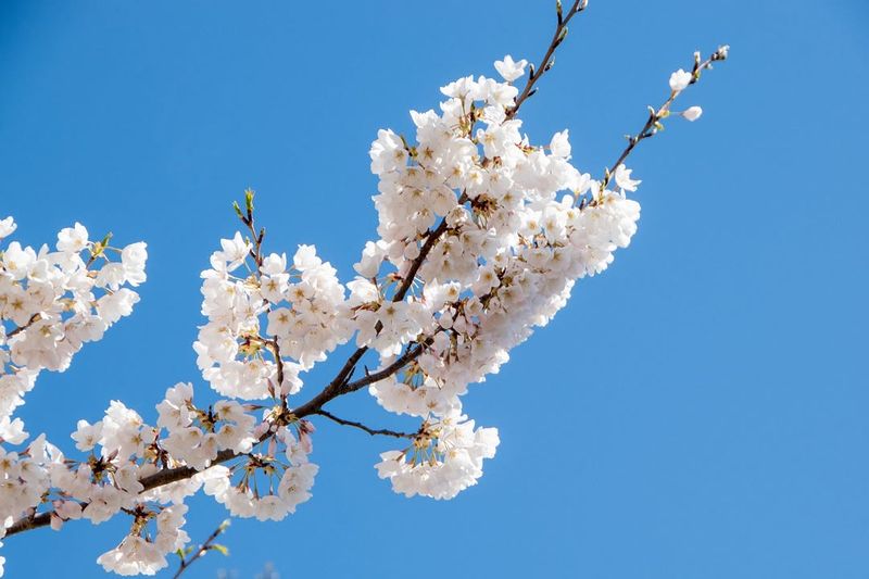 Sweet Cherry Blossoms Need Protection In Soggy Spells