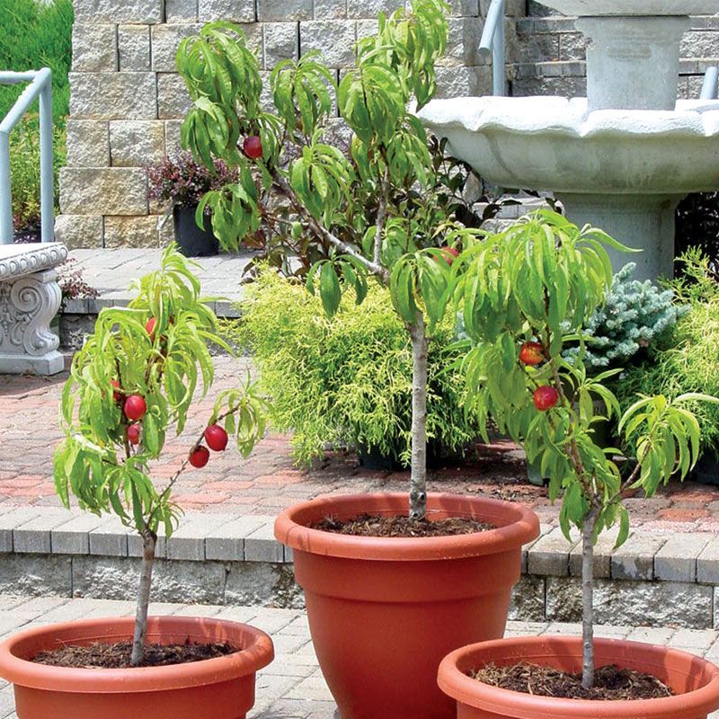 Nectarine Trees Can Produce In Containers With Care