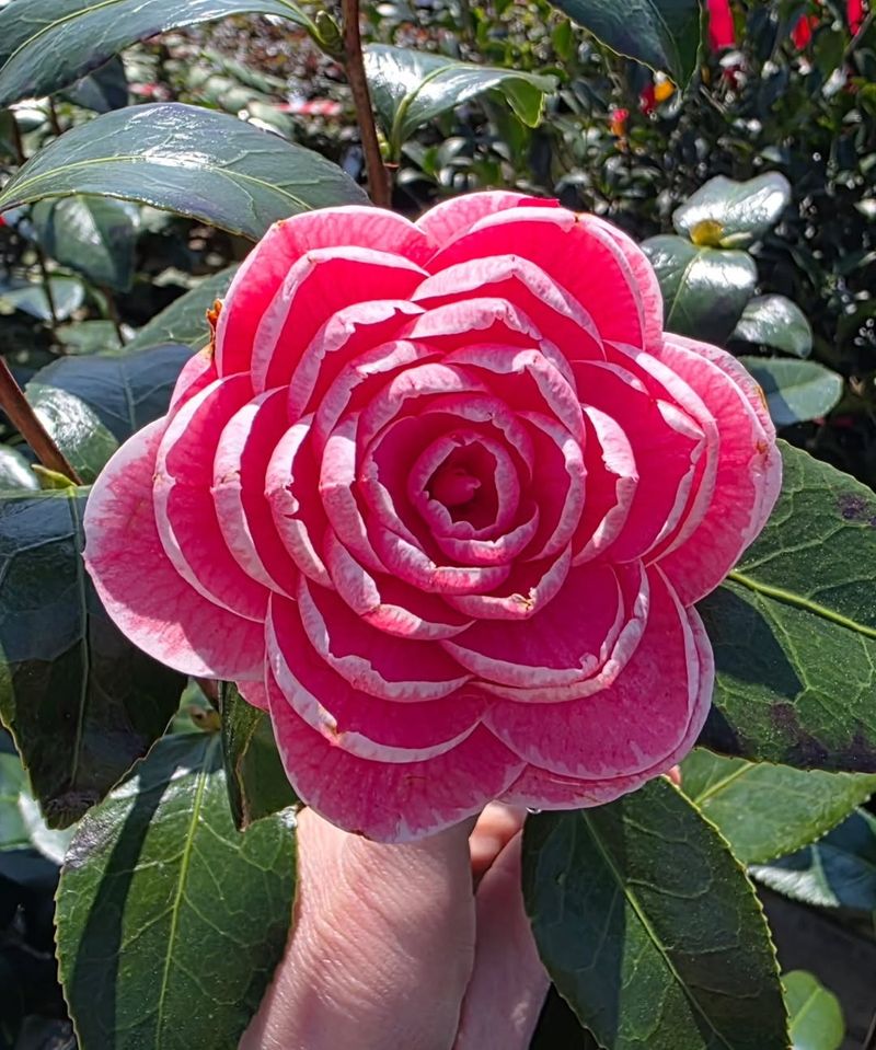 April Dawn (Camellia japonica Hybrid)