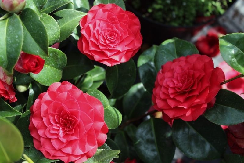 April Kiss (Camellia japonica Hybrid)