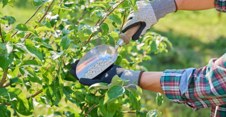 April Fruit Tree Care Tips For Florida Gardens