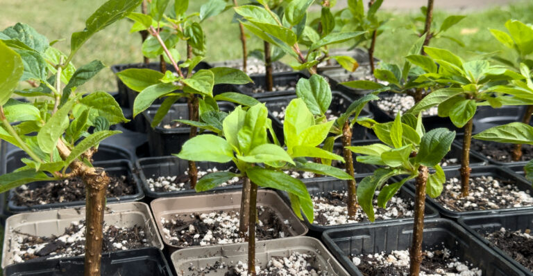 propagating hydrangea
