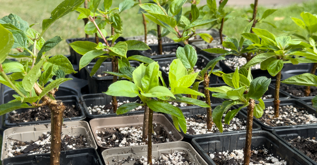 propagating hydrangea