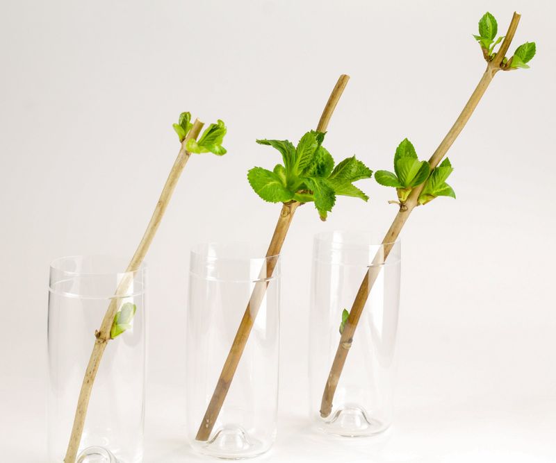 New Softwood Growth Is Ready In April