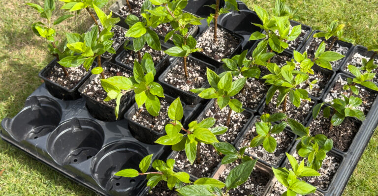 propagating hydrangea